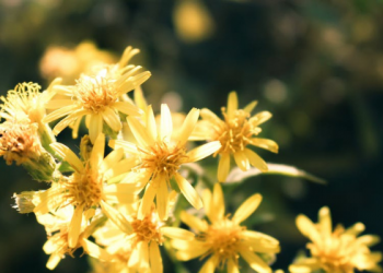 Kisah Mengharukan Menjelang Wafatnya Amr bin Ash