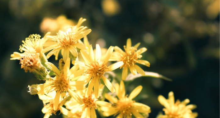 Kisah Mengharukan Menjelang Wafatnya Amr bin Ash