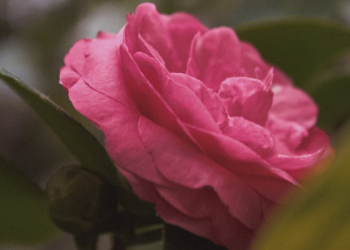 Istigfar Menjadikan Hidup Indah dan Menyenangkan