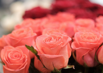 Orang yang paling Baik Islamnya