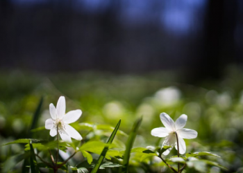 Kisah Imam Ahmad yang Rendah Hati