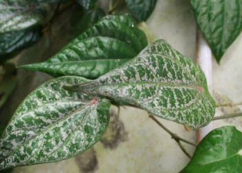 Manfaat Sirih Merah untuk Percepat Proses Penyembuhan Luka