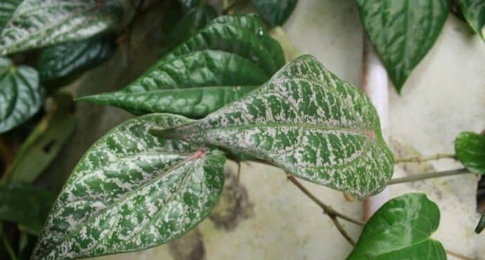 Manfaat Sirih Merah untuk Percepat Proses Penyembuhan Luka