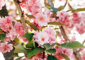 Tafsir Surat Al-Kafirun Ayat 1, Tidak Ada Toleransi dalam Masalah Akidah