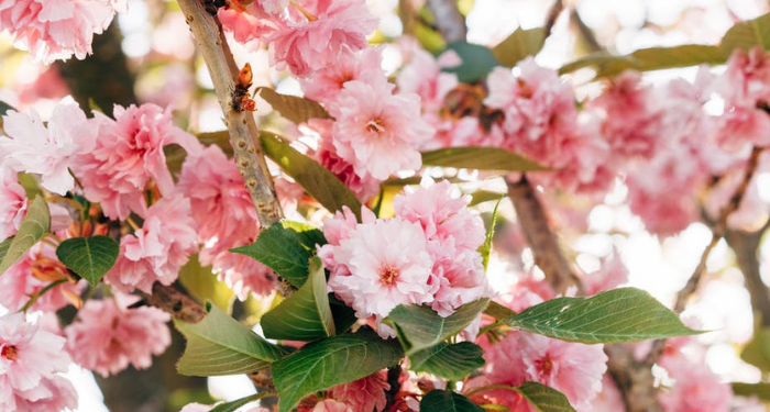 Tafsir Surat Al-Kafirun Ayat 1, Tidak Ada Toleransi dalam Masalah Akidah