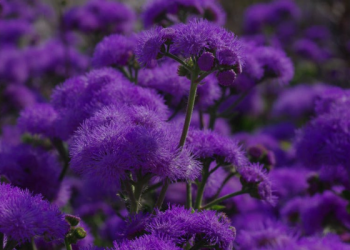 Surat An-Nashr Ayat 1, Datangnya Pertolongan Allah