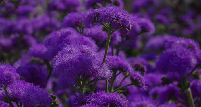 Surat An-Nashr Ayat 1, Datangnya Pertolongan Allah