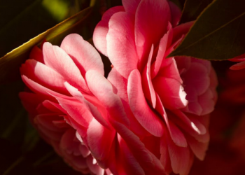 Makna Dua Kalimat Syahadat