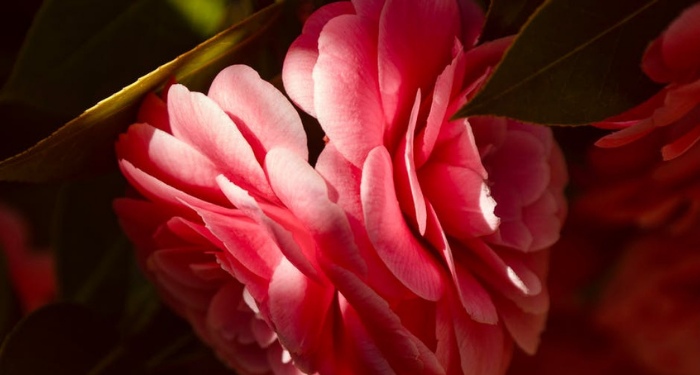 Makna Dua Kalimat Syahadat