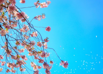 Nasihat agar Hidup Tenang