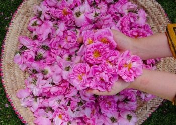 Festival Mawar Thaif ke-17 Sudah Dibuka, Jalan-jalan Yuk!