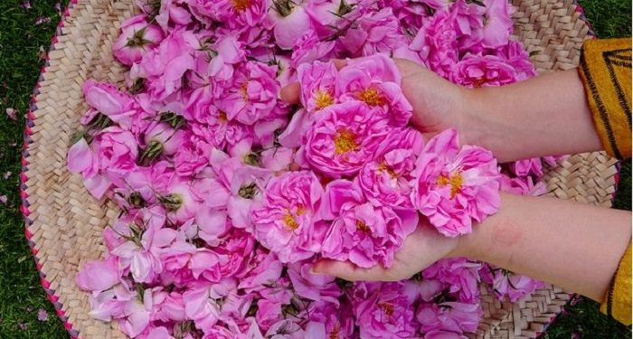 Festival Mawar Thaif ke-17 Sudah Dibuka, Jalan-jalan Yuk!