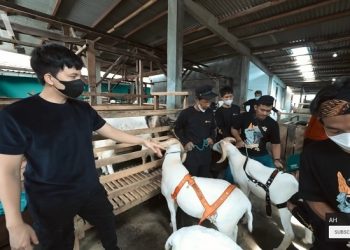 Aqiqah Baby Ameena, Atta Halilintar dan Aurel Hermansyah Siapkan Kambing 222 Kg