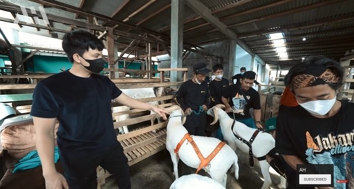 Aqiqah Baby Ameena, Atta Halilintar dan Aurel Hermansyah Siapkan Kambing 222 Kg