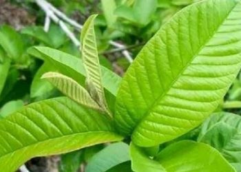 Ramuan Alami Membuat Rambut