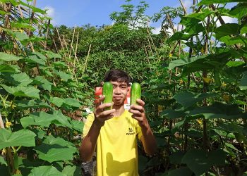 Wiramuda Tani Gemilang Solusi Pemberdayaan Pemuda Dari Desa Gemilang