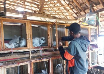 LAZ Al Azhar Cetak Wiramuda Tani Gemilang Kembangkan Potensi Peternakan Kelinci