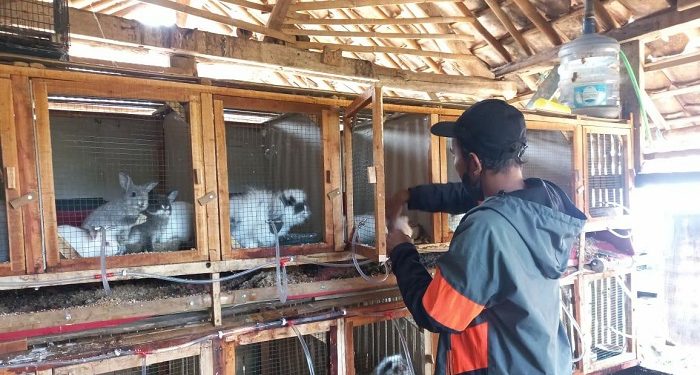 LAZ Al Azhar Cetak Wiramuda Tani Gemilang Kembangkan Potensi Peternakan Kelinci