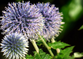 Ummu Haram, Mujahidah Marinir Pertama dalam Islam