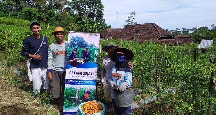 Berkah Panen Cabai Hadirkan Kebahagiaan Bagi Petani di Desa Puncu