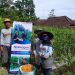 Berkah Panen Cabai Hadirkan Kebahagiaan Bagi Petani di Desa Puncu