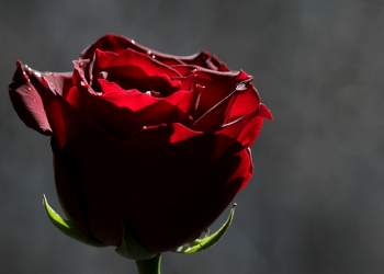 Perbedaan Wanita Serius dan Main-Main Saat Diajak Nikah