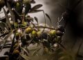Inspirasi dari Pohon Zaitun, Produktif Sepanjang Usia