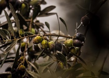 Inspirasi dari Pohon Zaitun, Produktif Sepanjang Usia