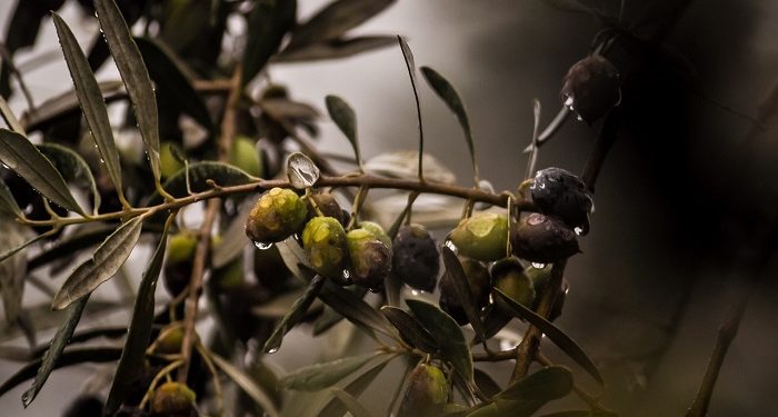 Inspirasi dari Pohon Zaitun, Produktif Sepanjang Usia