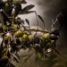 Inspirasi dari Pohon Zaitun, Produktif Sepanjang Usia