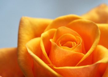 Jangan Berpura-Pura Mencintainya