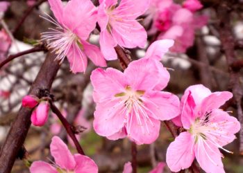 3 Cara Meningkatkan Iman yang sedang Turun