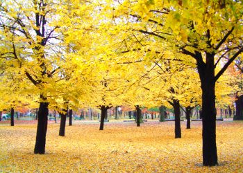 Seperti Istiqamahnya Pohon