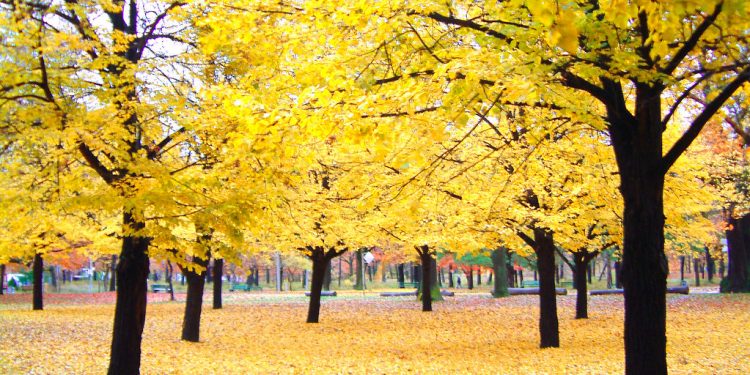 Seperti Istiqamahnya Pohon