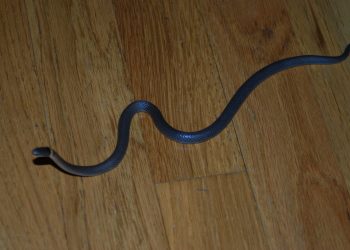 Ular dan Penampakan Jin