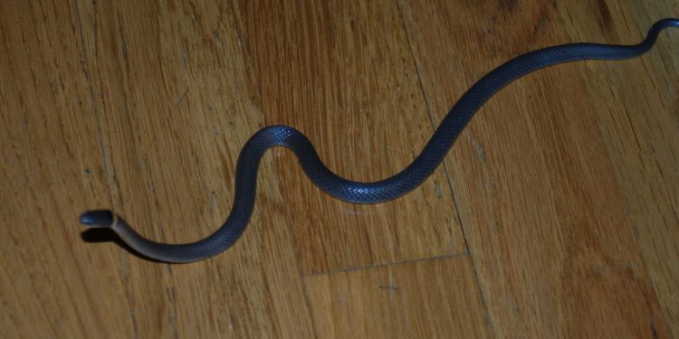 Ular dan Penampakan Jin