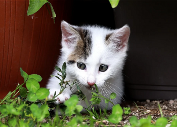 Abu Hurairah, Seorang yang Miskin Harta Namun Kaya Ilmu