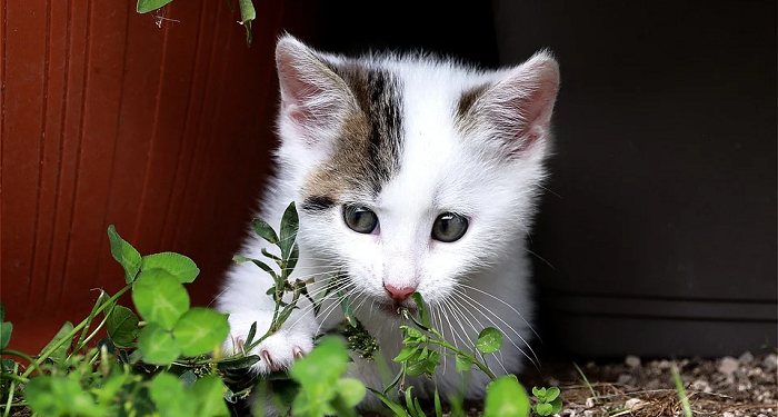 Abu Hurairah, Seorang yang Miskin Harta Namun Kaya Ilmu