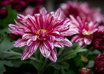 Hindun binti 'Utbah, Wanita yang Merusak Tubuh Hamzah ini Mendapat Hidayah