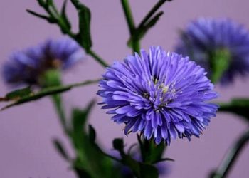 Keistimewaan-Keistimewaan Ummu Mundzir