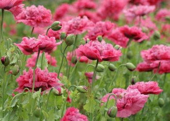 Rahasia Laki-Laki Tentang Cinta