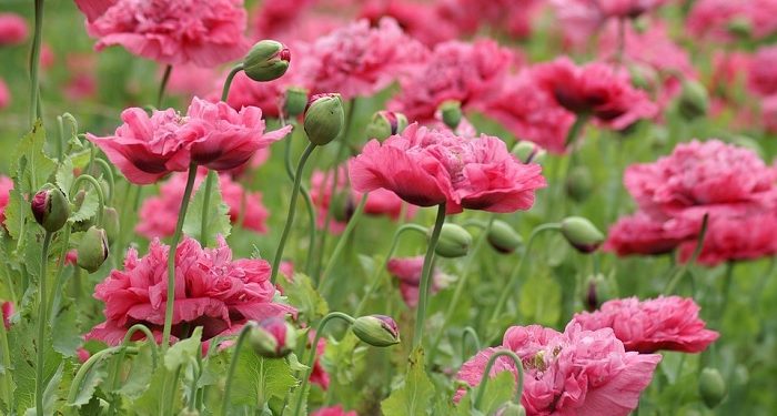 Rahasia Laki-Laki Tentang Cinta