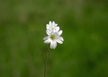 Kisah Seorang Ayah yang Mencari Calon Suami untuk Putrinya