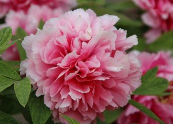 Dakwah Itu Mempermudah, Menentramkan dan Menyejukkan Hati