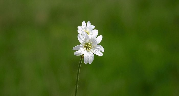 Kisah Seorang Ayah yang Mencari Calon Suami untuk Putrinya