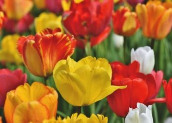 Awal Mula Hidup yang Hebat