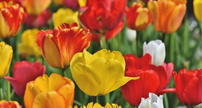 Awal Mula Hidup yang Hebat