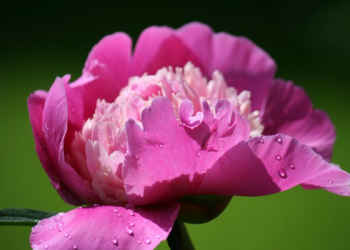 Tanda Diterimanya Amalan Soleh di Bulan Ramadan