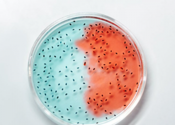 Sub Baru Varian Covid-19 XE, XD, dan XF