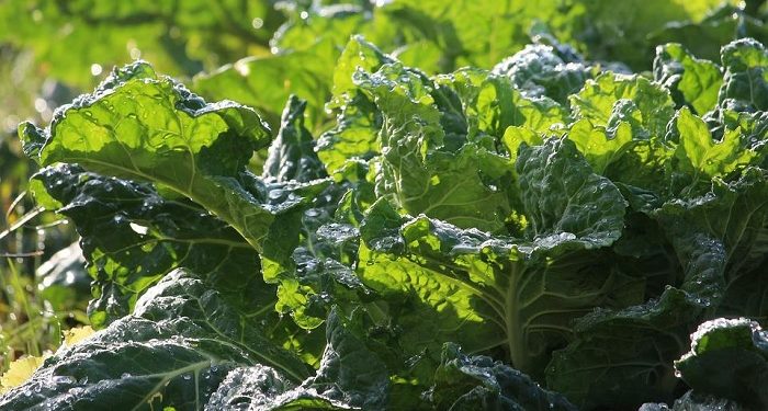 Manfaat Sayuran Sawi untuk Kesehatan Ibu Menyusui